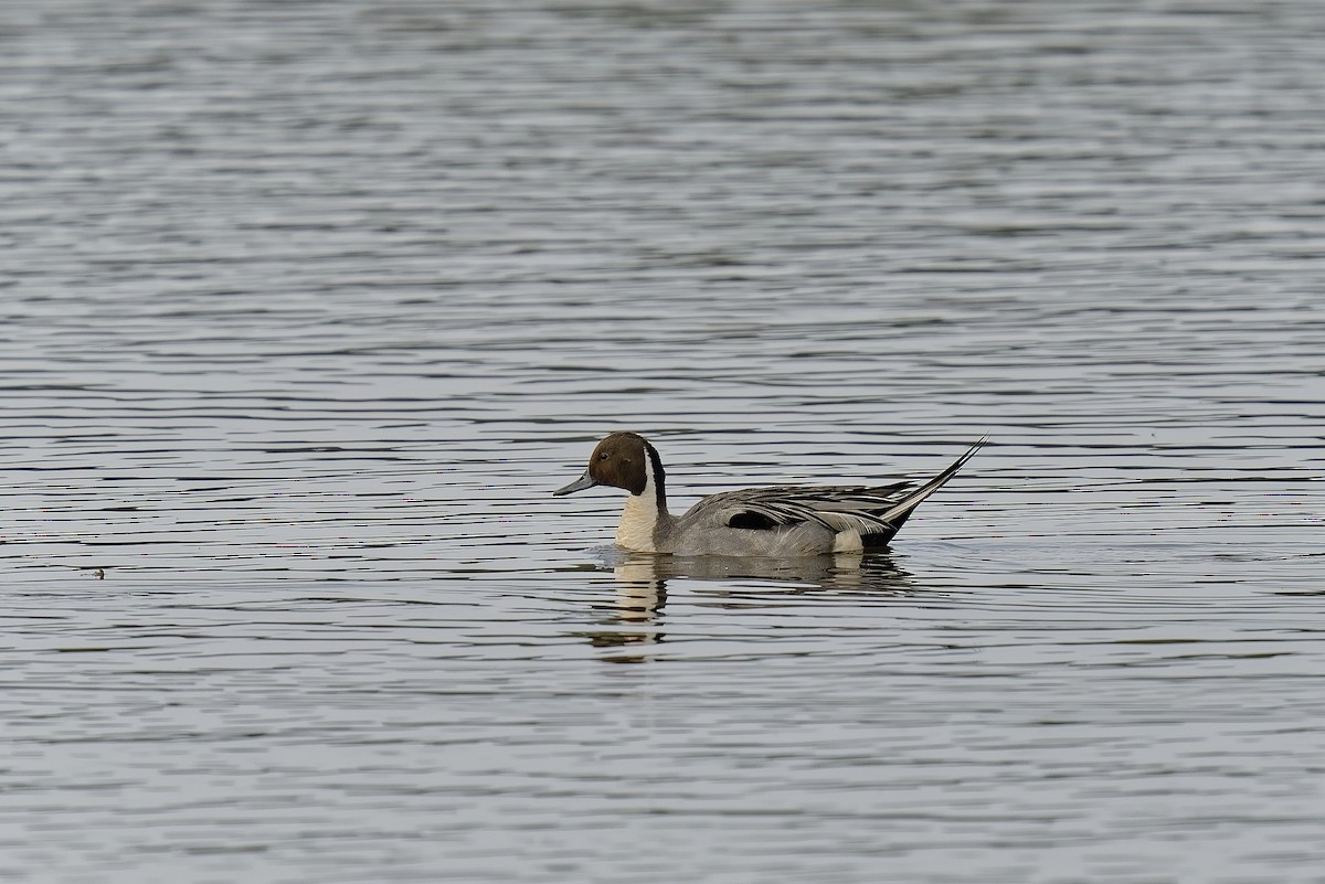 Northern Pintail - ML369134821