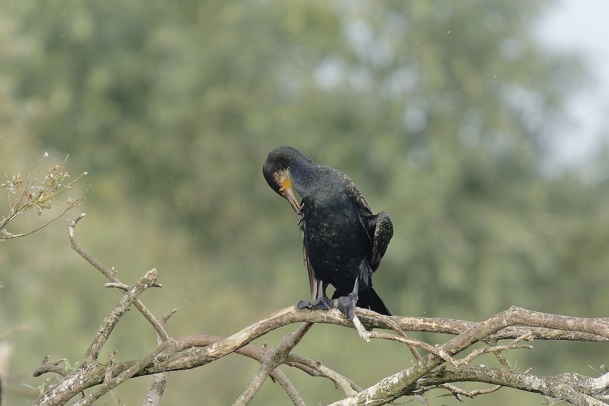 Great Cormorant - ML369134941