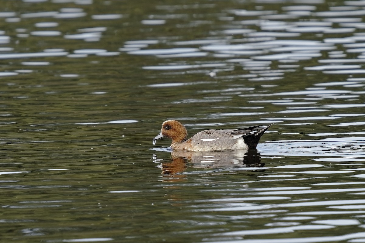 Eurasian Wigeon - ML369135011