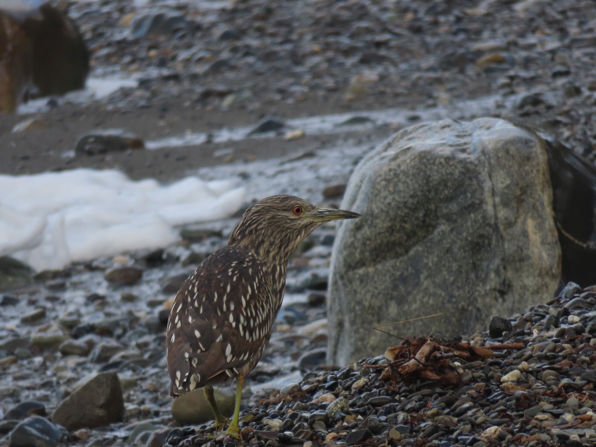 Black-crowned Night Heron - ML369135711