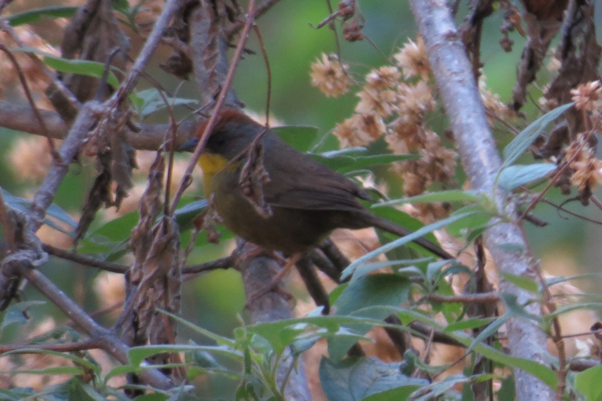 Rufous-capped Brushfinch - Bryant Olsen