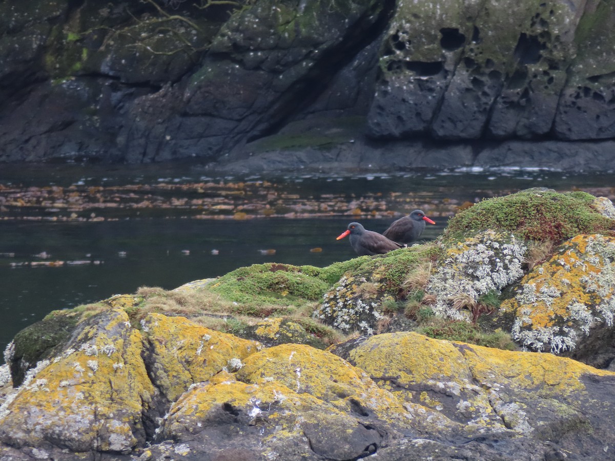 Blackish Oystercatcher - ML369137881