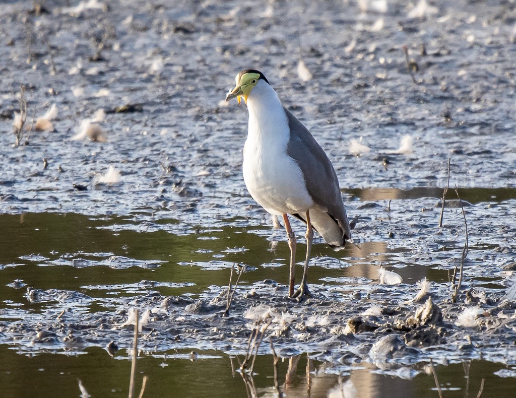 Masked Lapwing - ML369139111