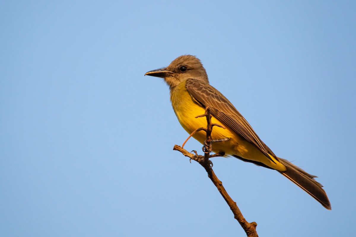 Tropical Kingbird - ML369139771