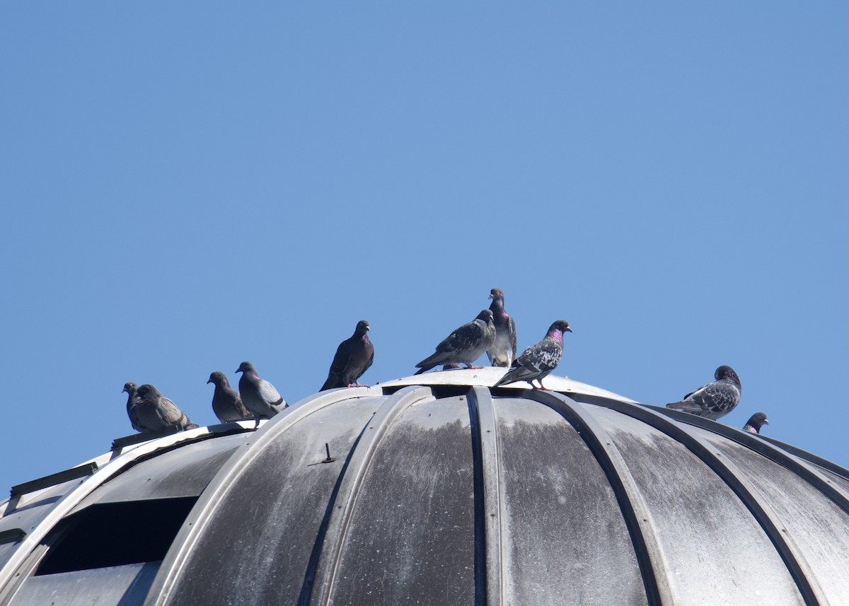 Rock Pigeon (Feral Pigeon) - Kanayo Rolle