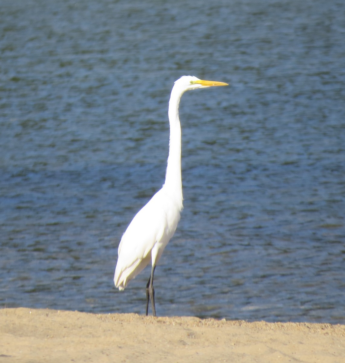 Great Egret - ML369143421