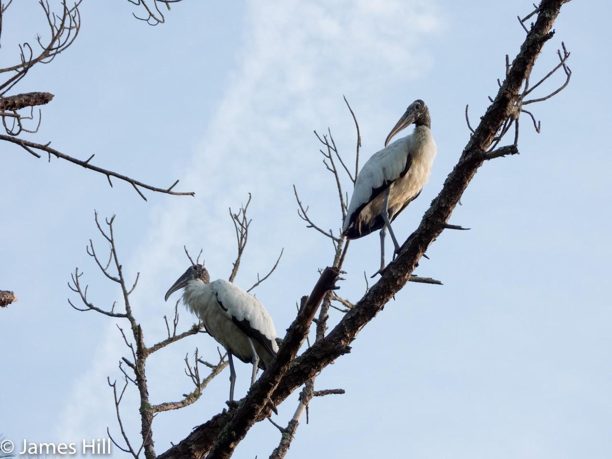 Wood Stork - ML369145401