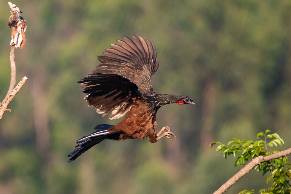 Dusky-legged Guan - ML369146711