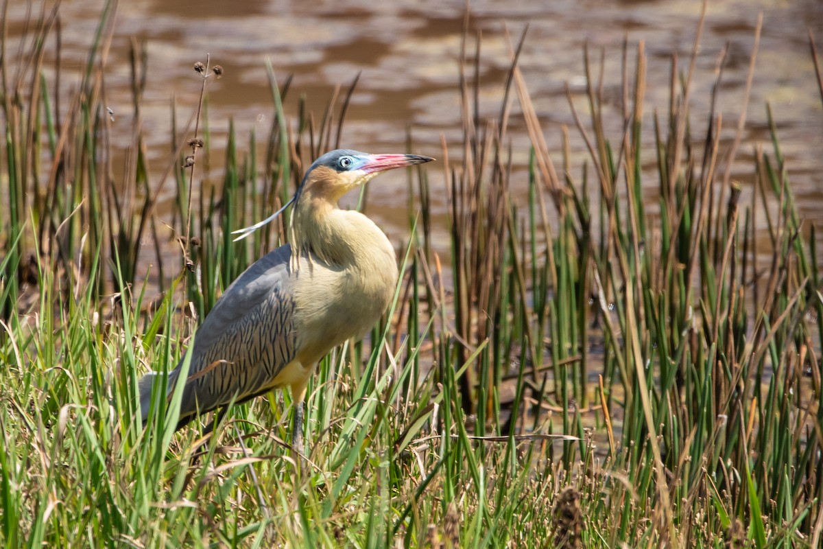 Whistling Heron - ML369147611