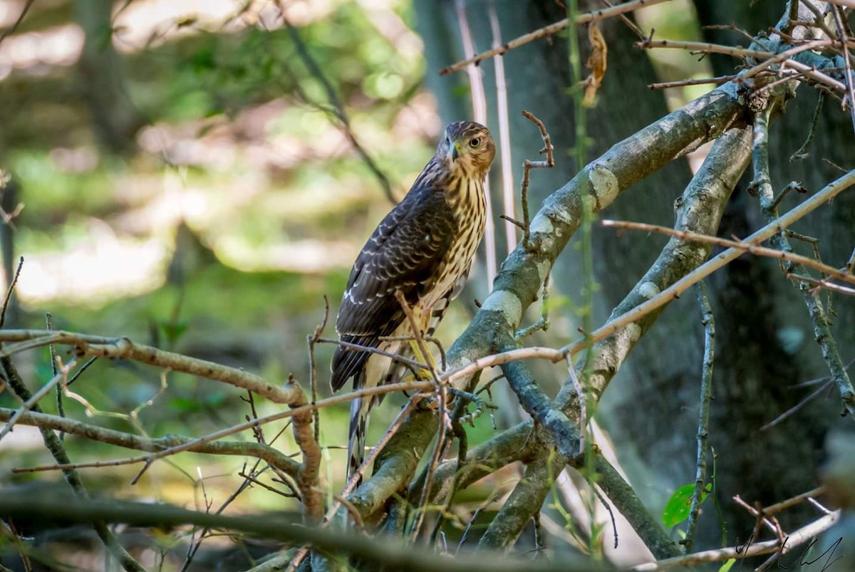 Cooper's Hawk - ML36914771