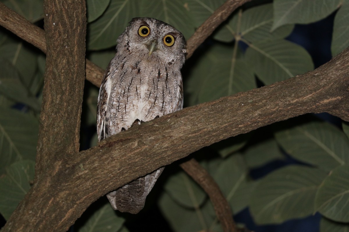 Pacific Screech-Owl - ML369148561