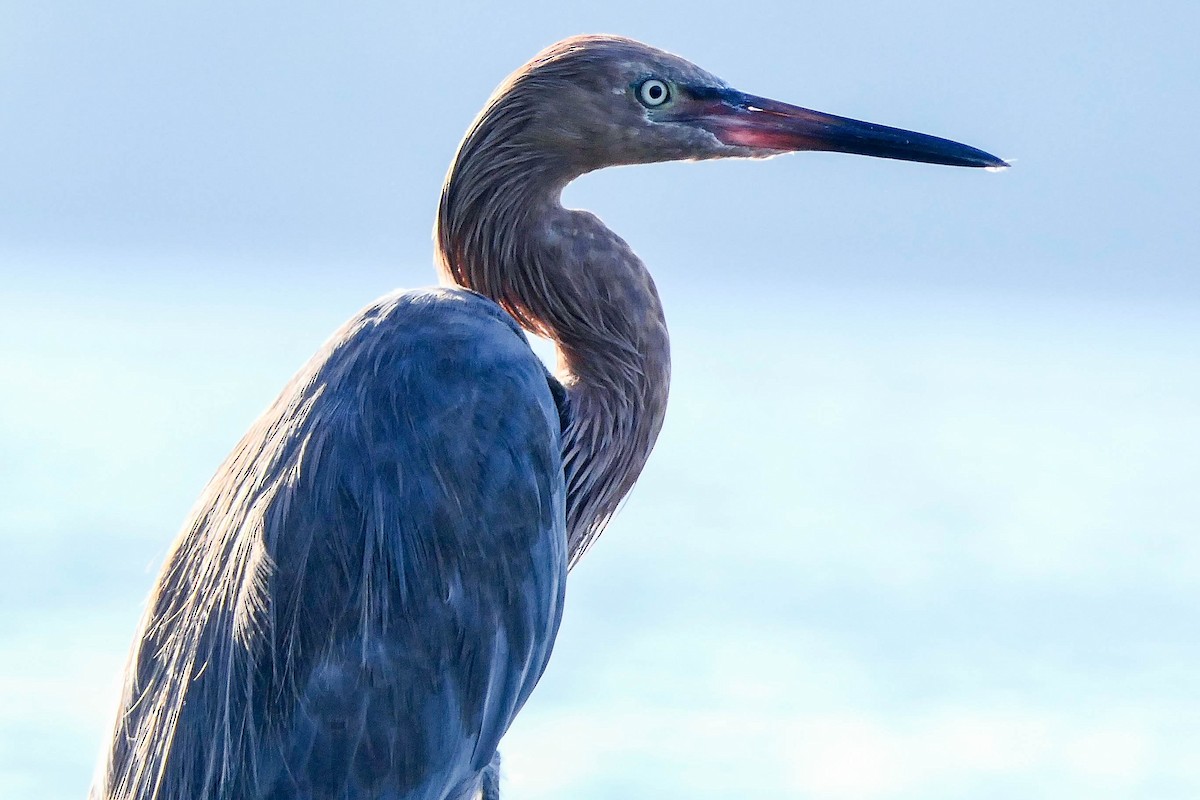 Reddish Egret - ML369149391