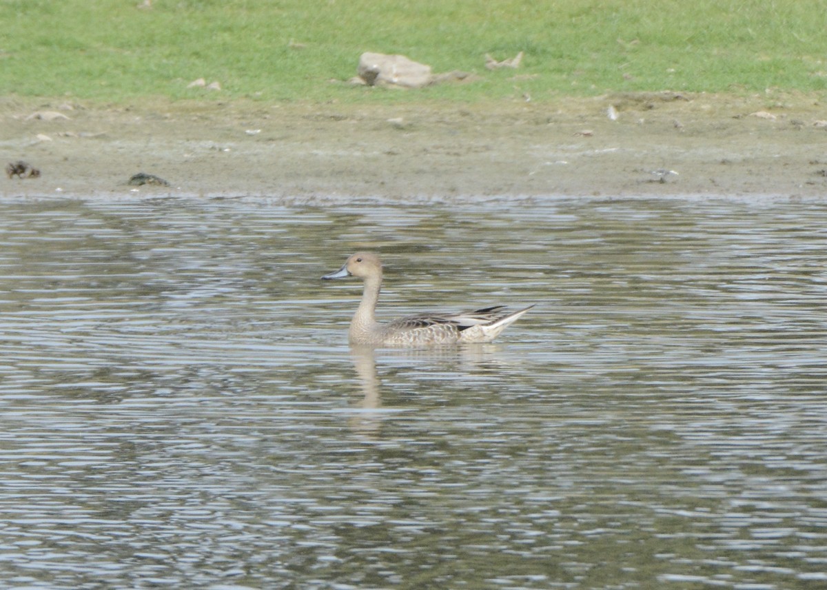 Northern Pintail - ML369150811