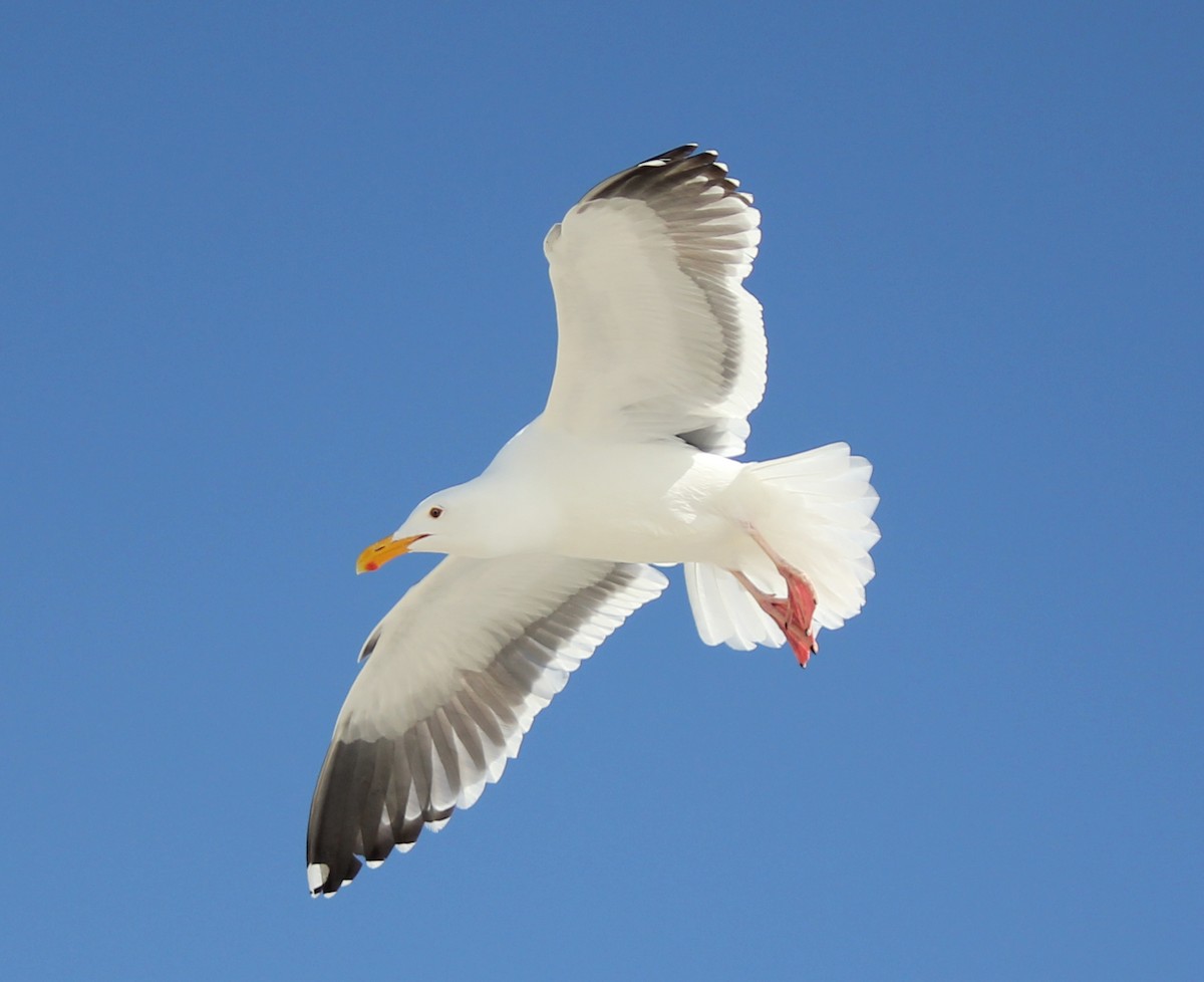 Western Gull - Esme Rosen