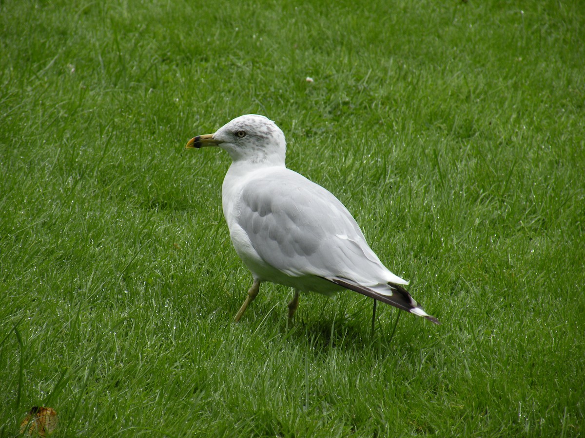 Ring-billed Gull - justin  burke