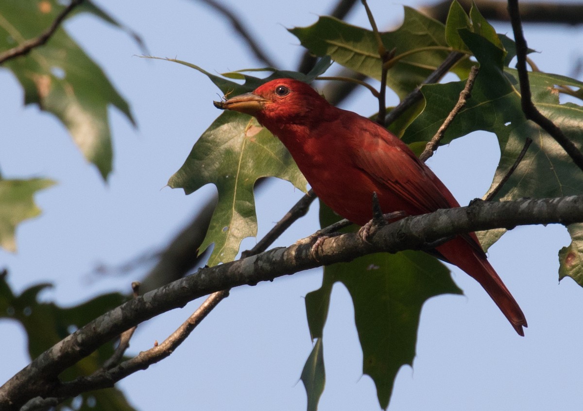 Piranga Roja - ML369152701