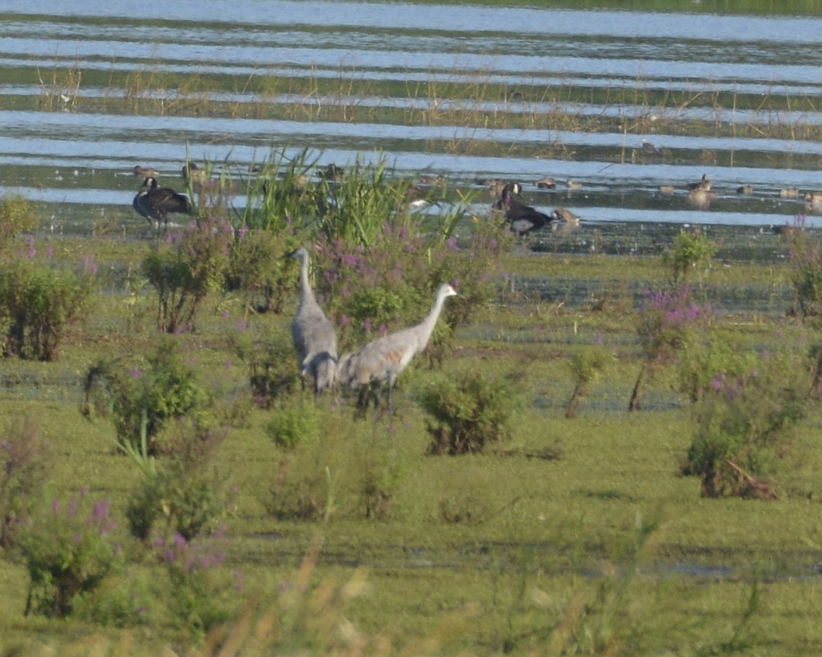 Sandhill Crane - ML369152751