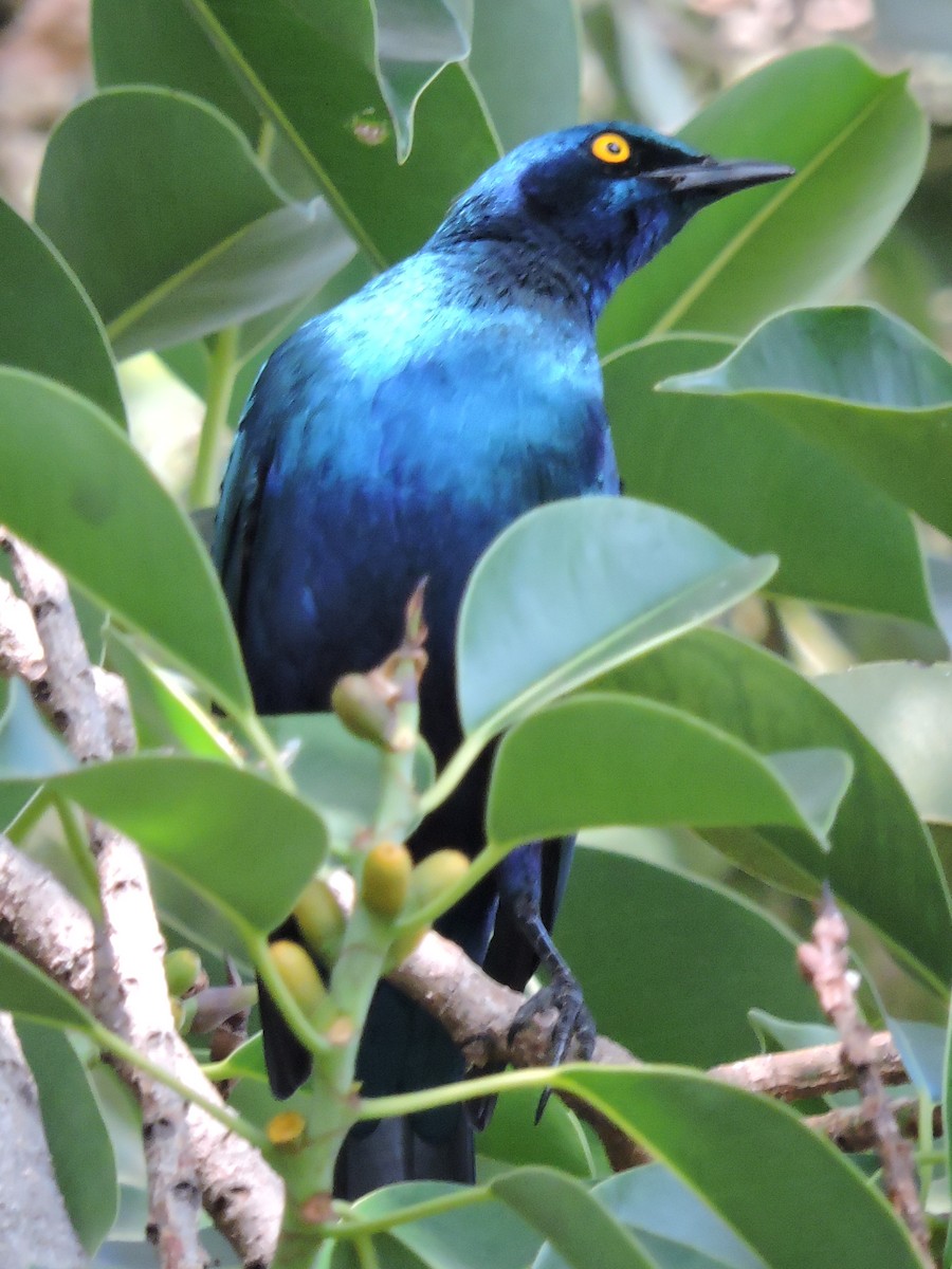 Greater Blue-eared Starling - Martin Pitt