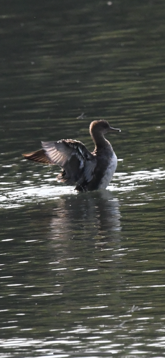 Hooded Merganser - ML369155261