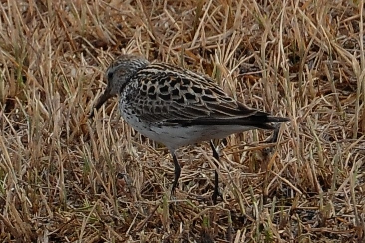 White-rumped Sandpiper - ML36915541