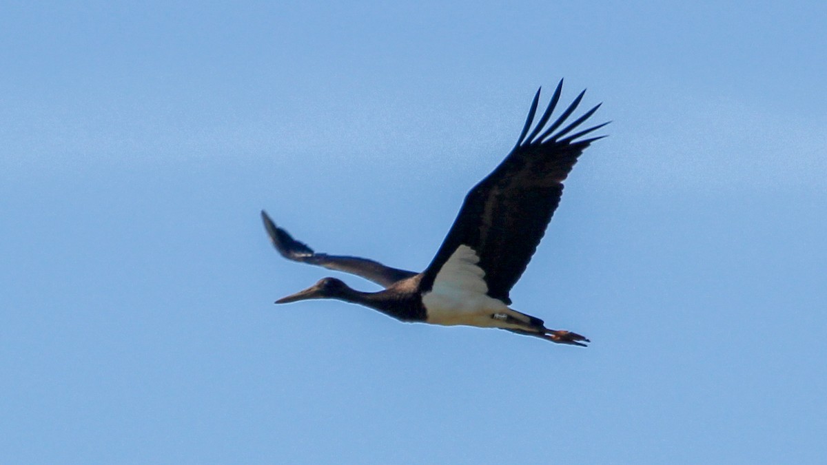 Black Stork - ML369156091