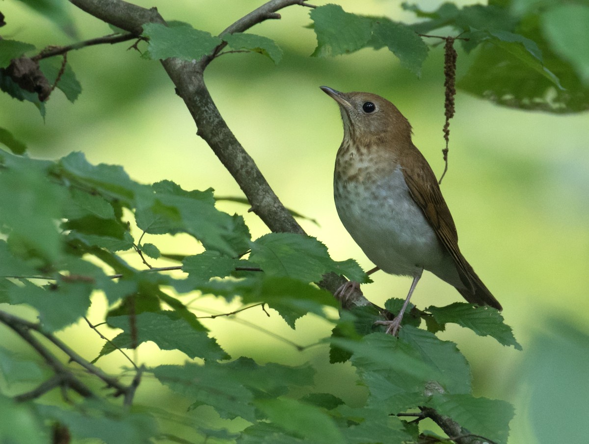 Veery - ML369156411