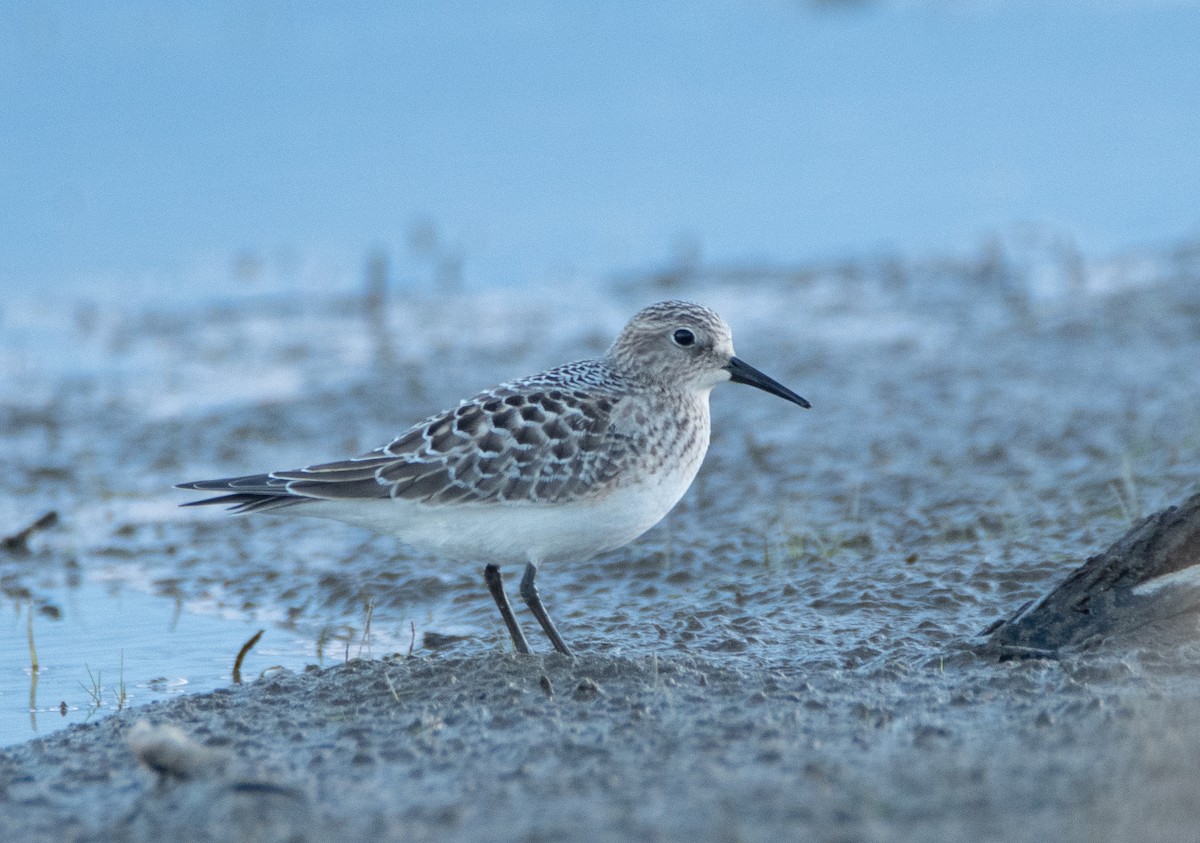 Baird's Sandpiper - ML369160761