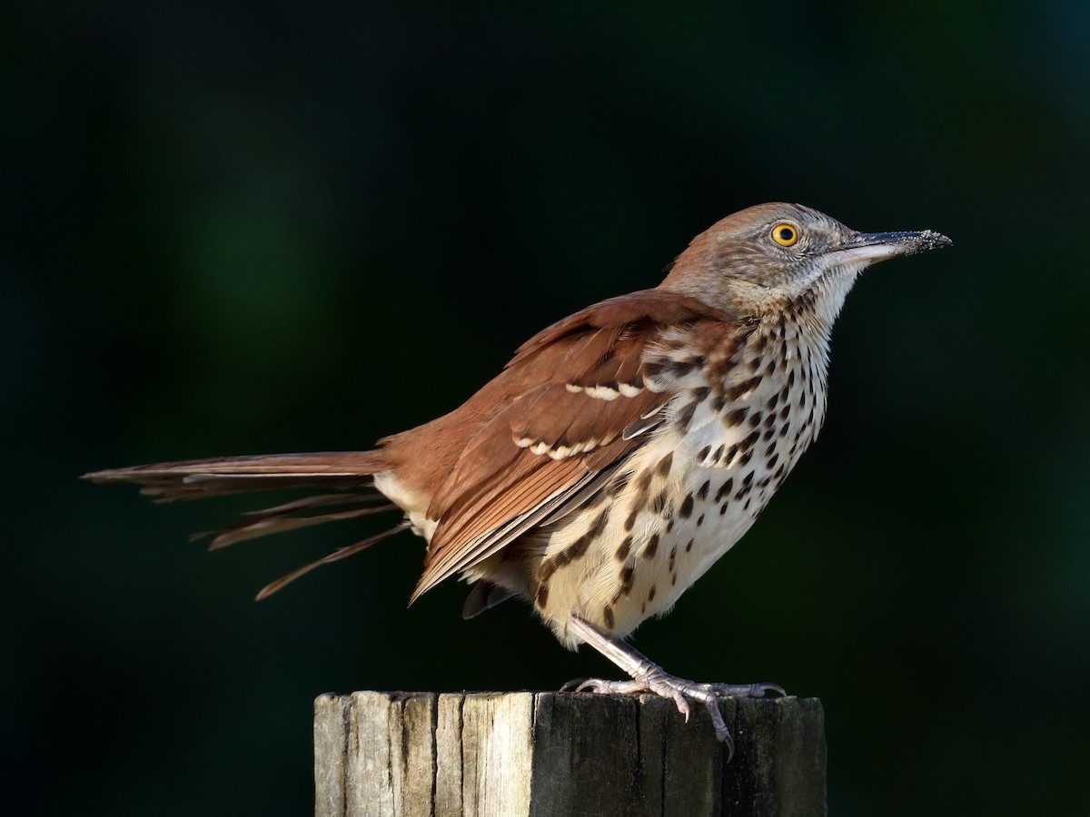 Brown Thrasher - ML369162391