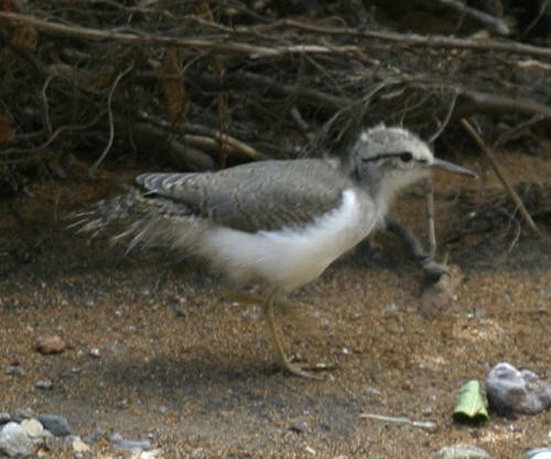 Spotted Sandpiper - ML36916291