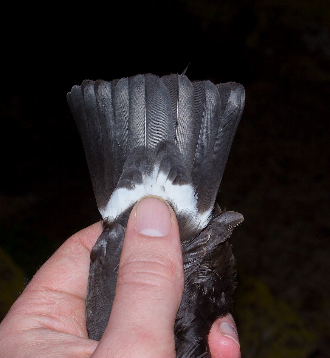 eBird Checklist - 19 Dec 2014 - Montaña Clara - 4 species