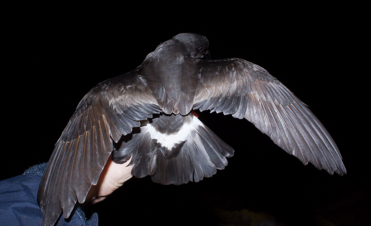 Band-rumped Storm-Petrel (Grant's) - Stephen Menzie