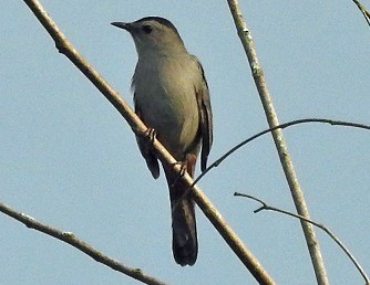 Gray Catbird - ML369164841