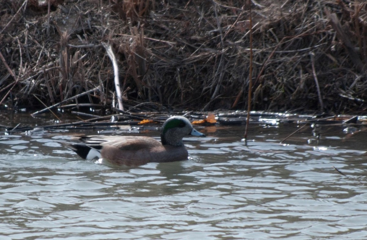 American Wigeon - ML369166211