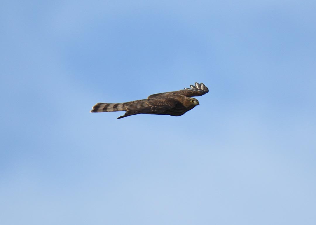 Sharp-shinned Hawk - ML369166981