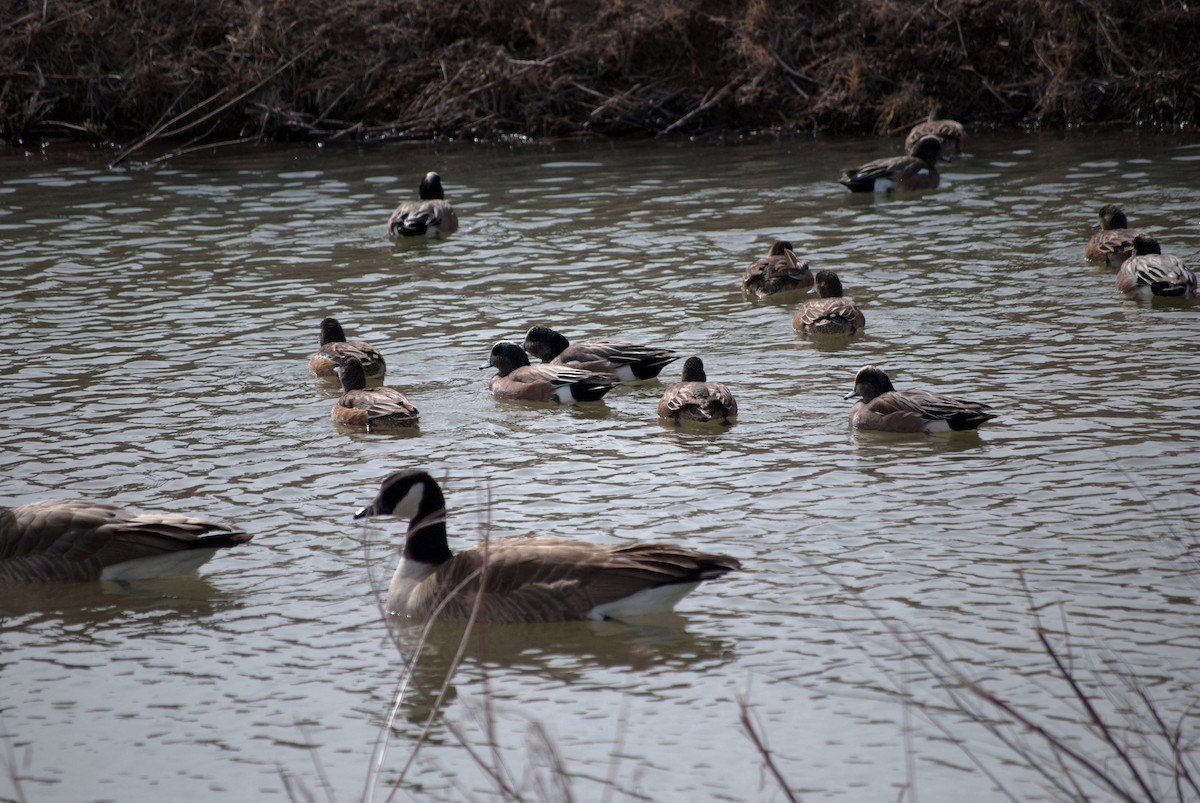 American Wigeon - ML369167311