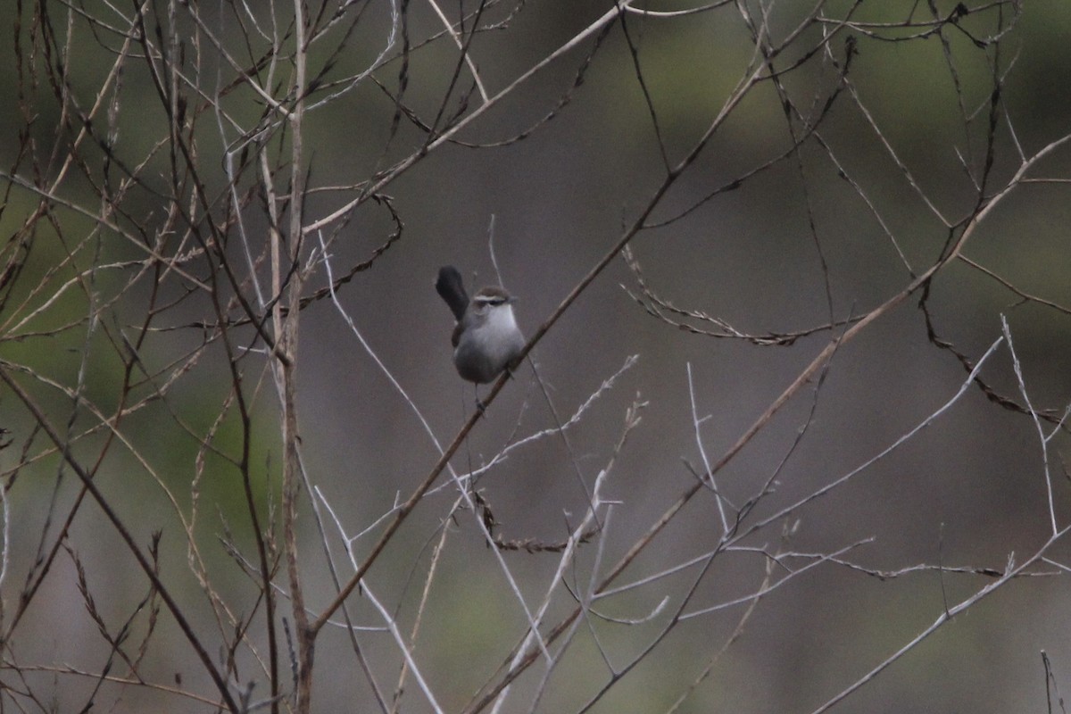 Bewick's Wren - ML369168701