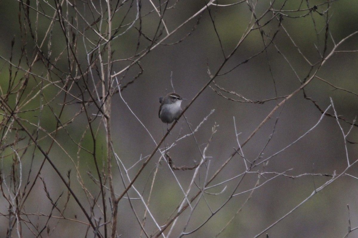 Bewick's Wren - ML369168711