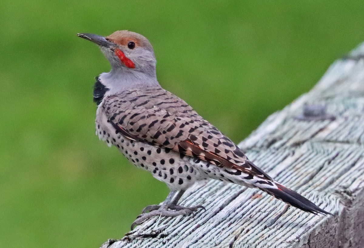 Northern Flicker - ML369169271