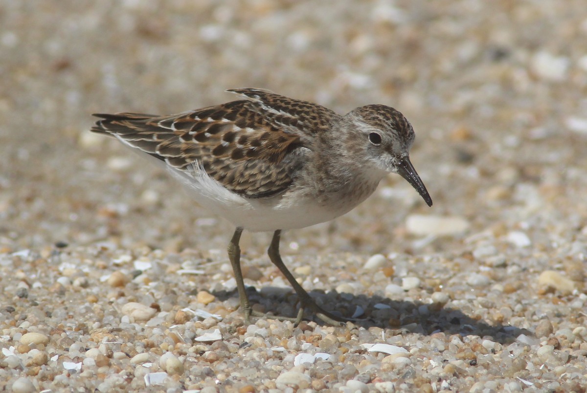 Least Sandpiper - ML369169461