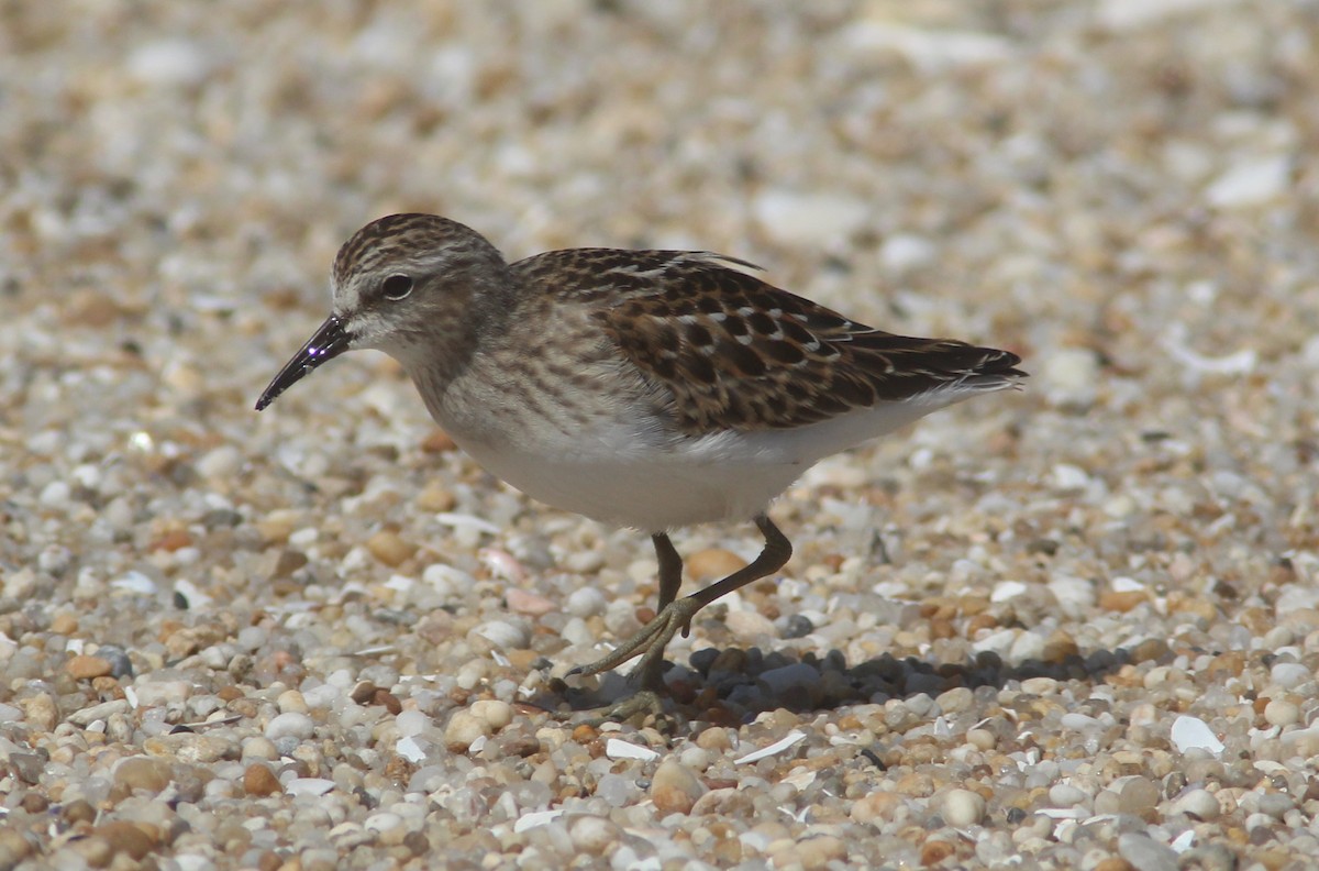Least Sandpiper - ML369169471