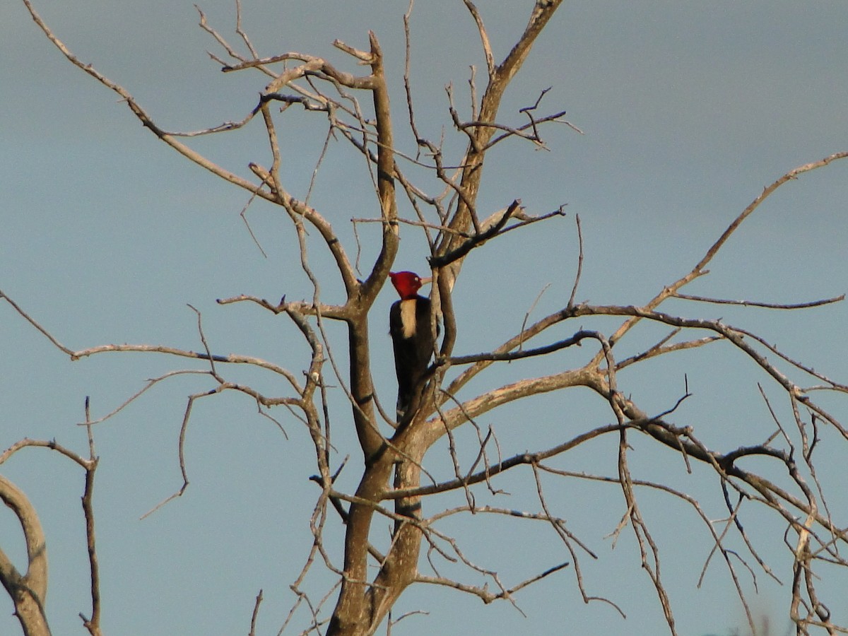 Cream-backed Woodpecker - ML369170761