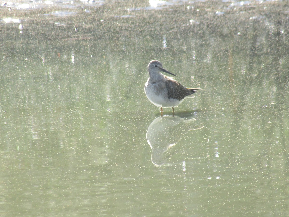 Greater Yellowlegs - ML369172321