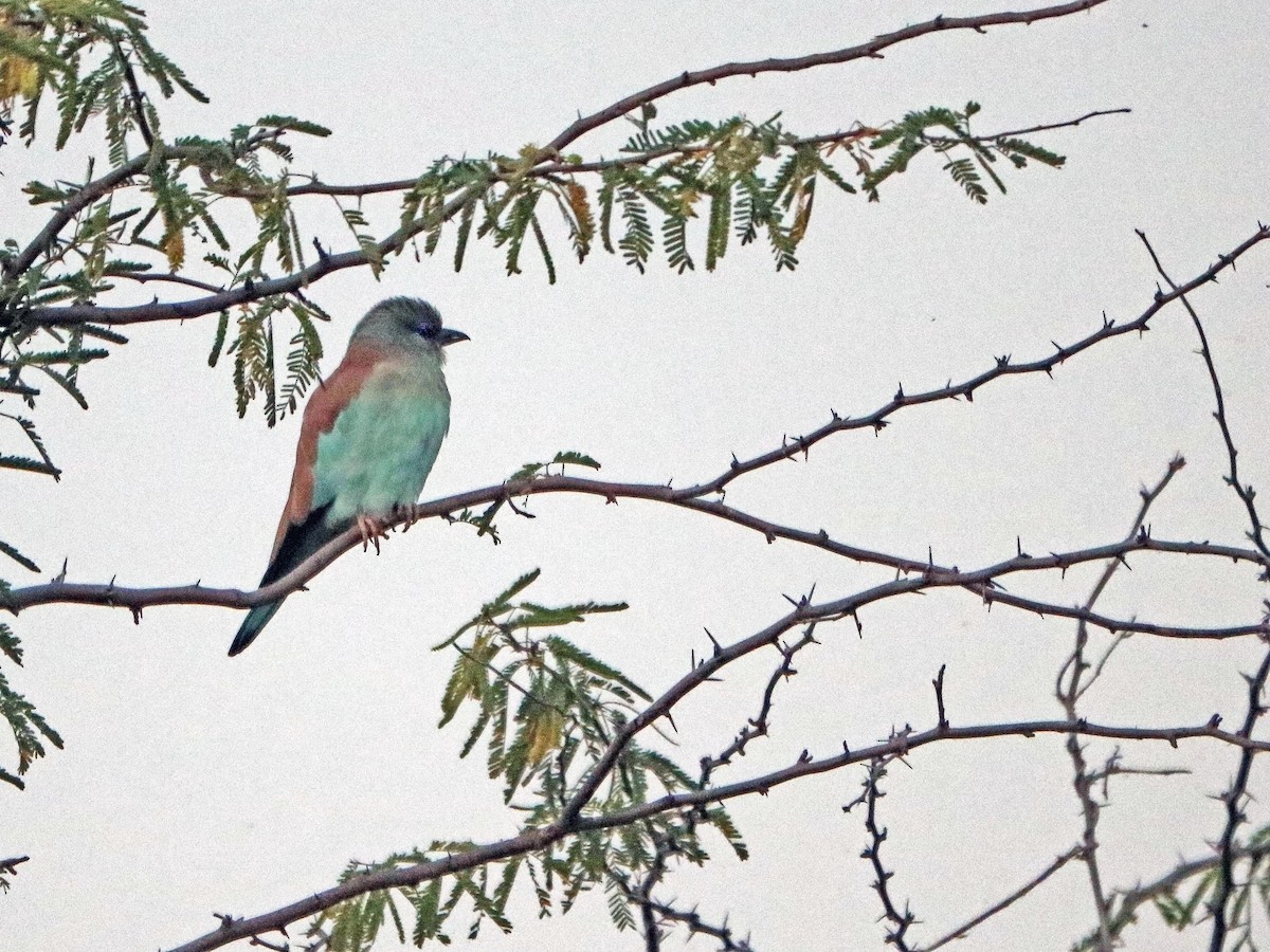 European Roller - ML369172981