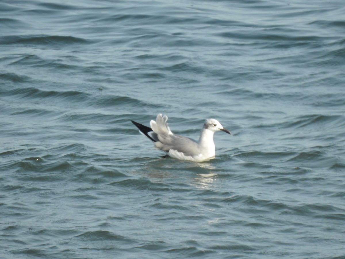 Mouette atricille - ML369173271