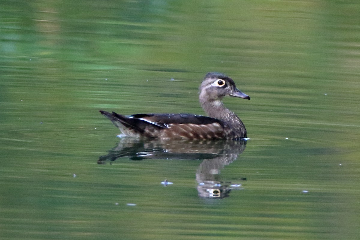 Wood Duck - ML369174131