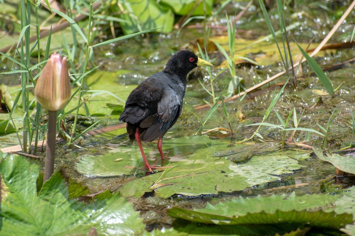 Polluela Negra Africana - ML369174861