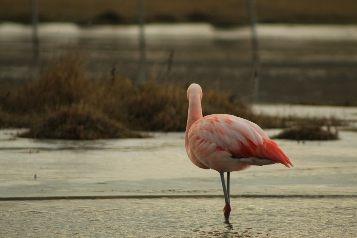 Şili Flamingosu - ML369175411