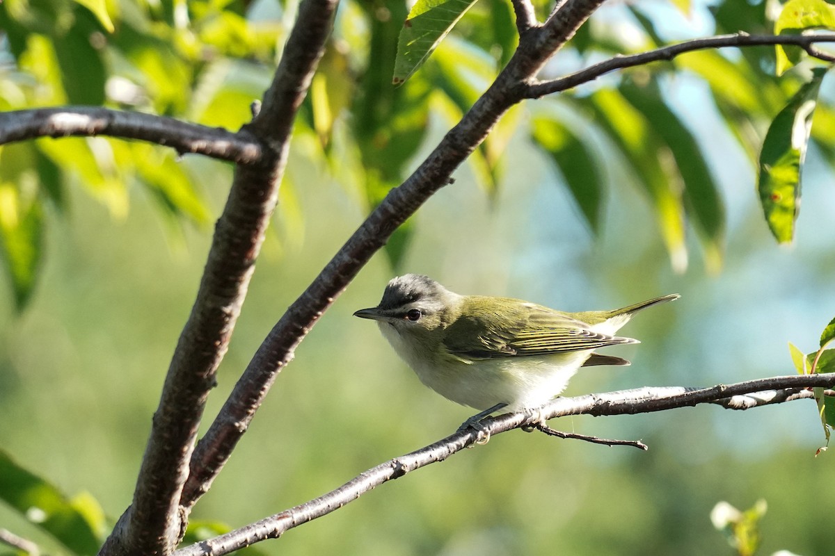 Rotaugenvireo - ML369175731