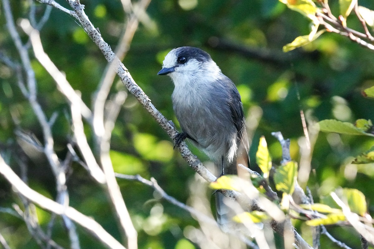 Canada Jay - ML369175781