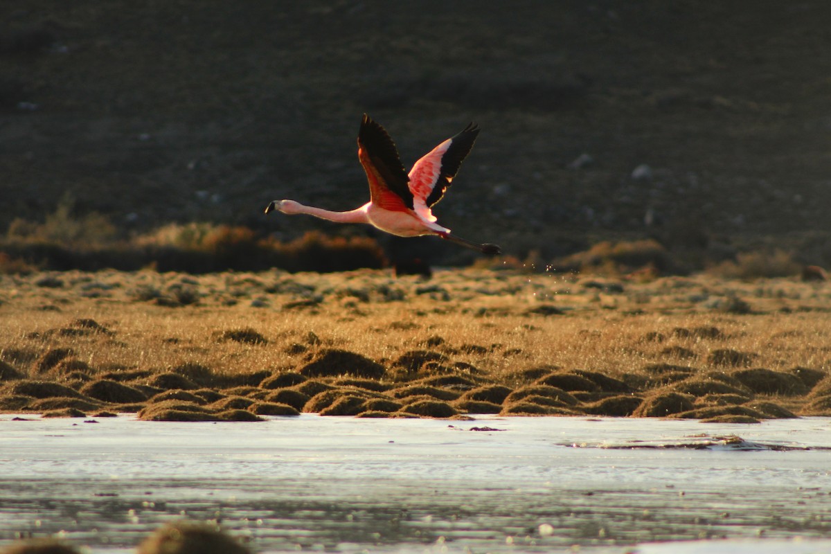 Şili Flamingosu - ML369175901